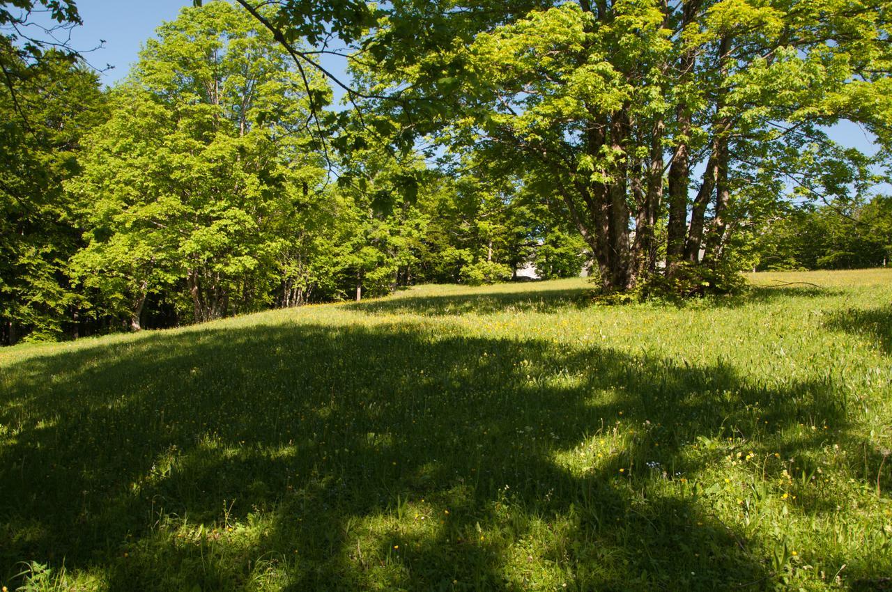 Green Forest Žabljak エクステリア 写真